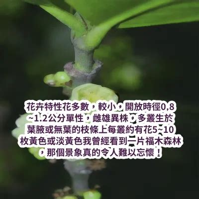 福木種植|福木的栽培照護方法